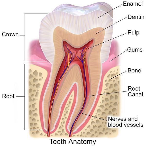 tooth-diagram tooth diagram